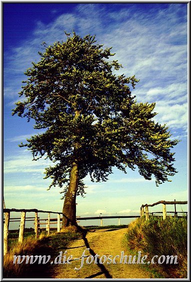 Baum_Wixberg.jpg - Mitten drin im Sauerland.Diesen Baum fotografierte ich bereits im Jahre 1984 in der Nähe von Werdohl auf Diafilm. Mit Polfilter.