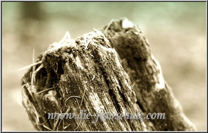 Baumstumpf.jpg - Ein vereister Baumstumpf, fotografiert mit 450mm Tele und offener Blende, um den Hintergund schön verschwinden zu lassen.Minolta Dynax 5D 450mmTele f5,6  1/60sec Antishake 