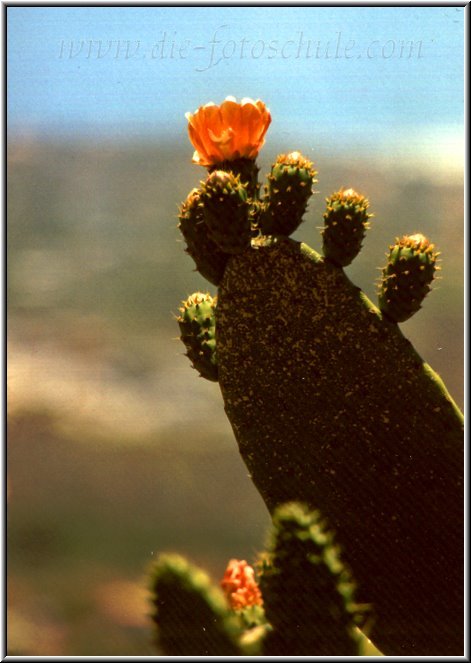 Kaktus.jpg - Kakteen findet man auf Gran Canaria reichlich. Dieses Foto entstand mit einem 400mm Tele, dadurch wird der Hintergrund bei offener Blende schön diffus.