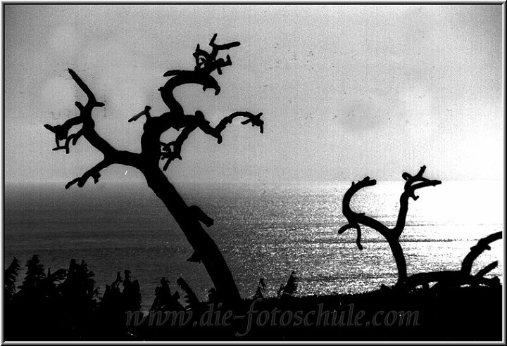 ToterBaumLaPalma.jpg - Ein abgestorbener Baum am Strand auf La Palma