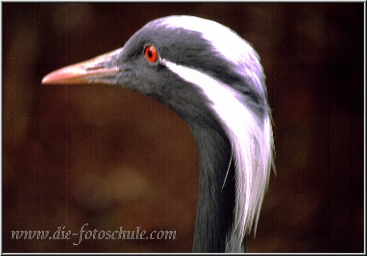 Vogelkopp.jpg - Noch ein Tierportrait aus meinen fotografischen Anfängen mit einem 300mm- Tele fotografiert