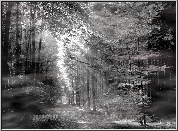 Wald_Nebel.jpg - Im Herbst 1979 im Ergster Wald