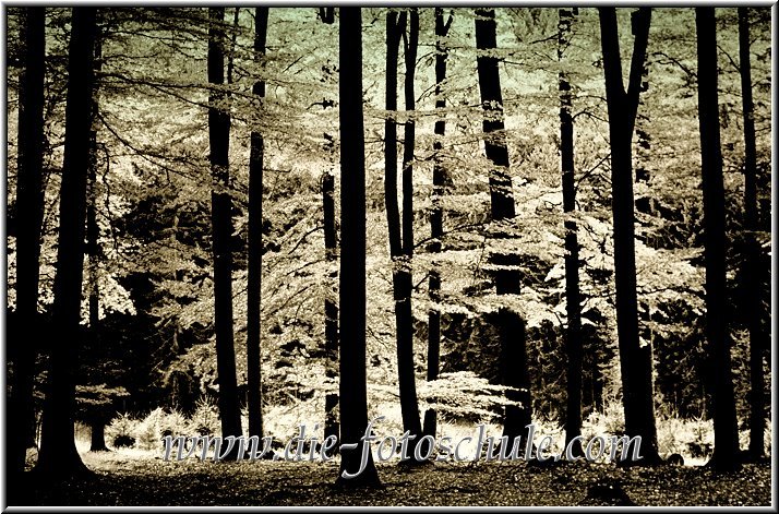 Wald_schwarzweiss_schwarze_Staemme.jpg - Im Herbst 1979 im Ergster Wald