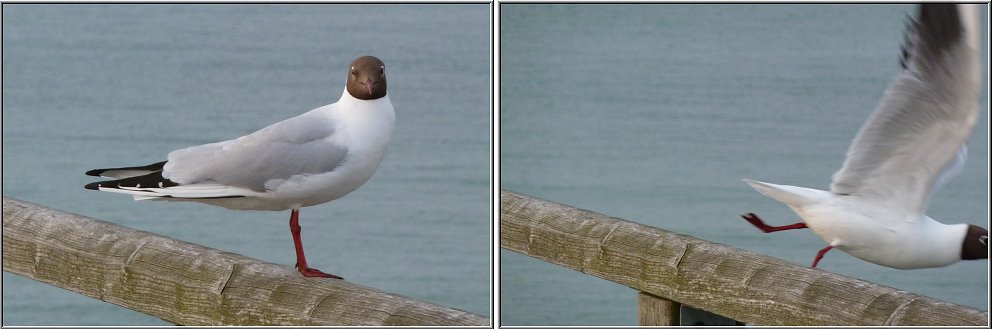 Eine geduldige Mwe in Zingst, die die Geduld verliert