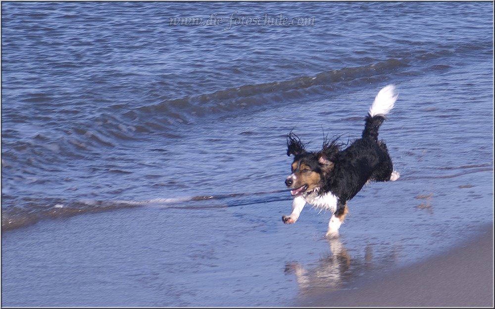 Benny, der fliegende Teppich