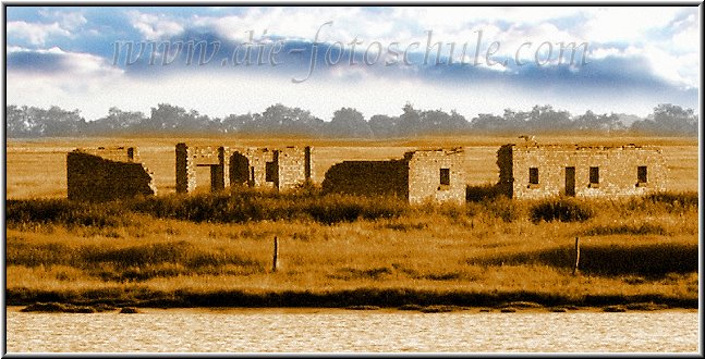 ---> im Naturschutzgebiet auf der Vogelinsel in Zingst, eine Serie aus meiner Digital-Fotogalerie <---