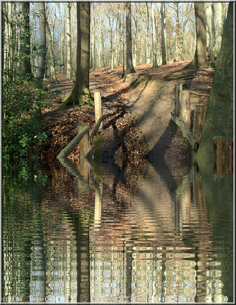 Spiegelung_Wald