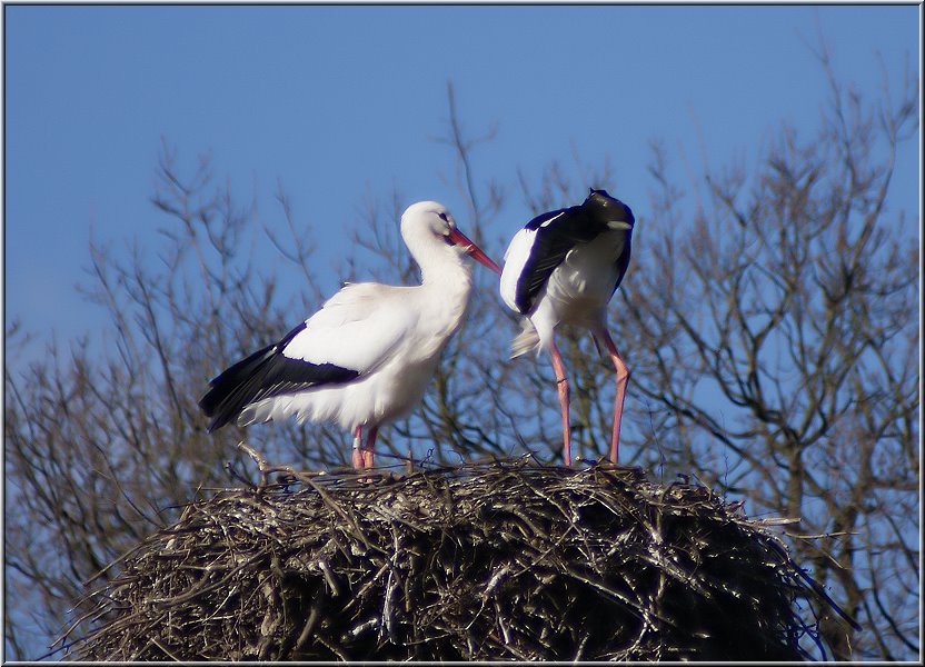 Storch001_Die_Fotoschule_2011