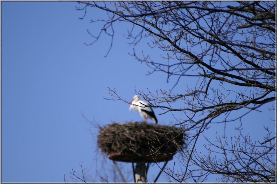 Storch_unscharf2