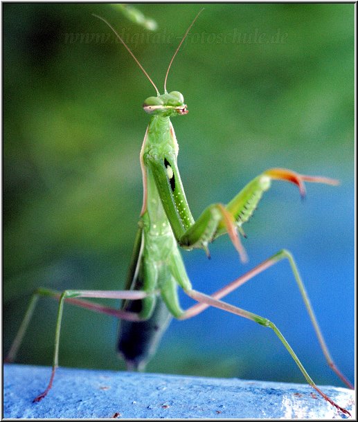 Aus meiner Fotoserie Korfu