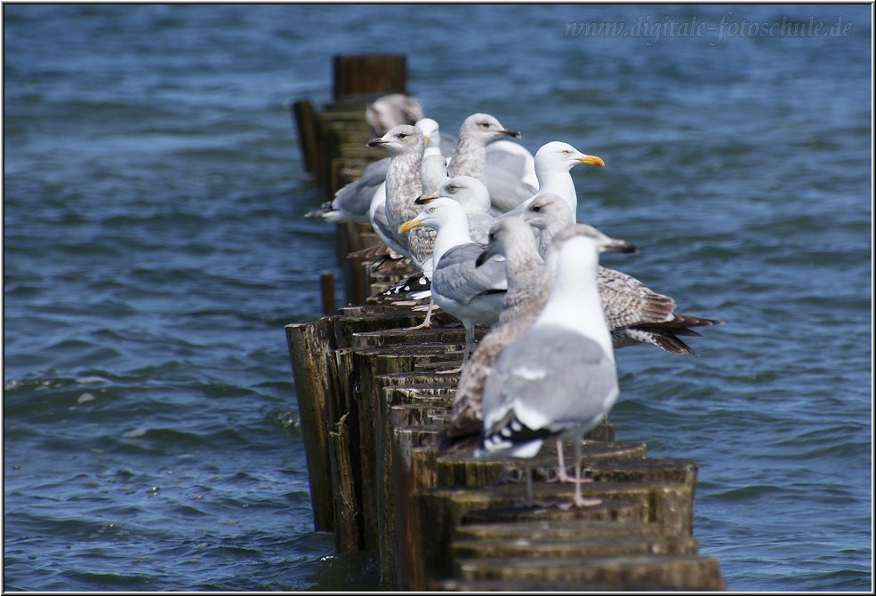 zingst_strand_007