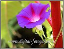 Aus meiner Fotoserie Schwarzwei�-Bilder  >>Klick<<
