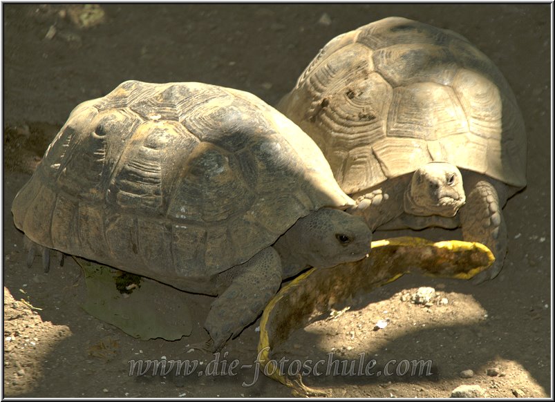 Zia_Tigaki_Fotoschule_008.jpg - Hier wohnen zu meiner Überraschung sogar Schildkröten