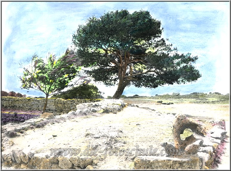 Baum__Mallorca_coloriert.jpg - Baum auf Mallorca 1993, nachträglich per Hand coloriert