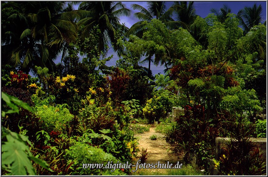 Samana_Karibik_051.jpg - Auf der wunderschönen Halbinsel Samana Karibik bei Las Terrenas 1996  -- Friedhof --