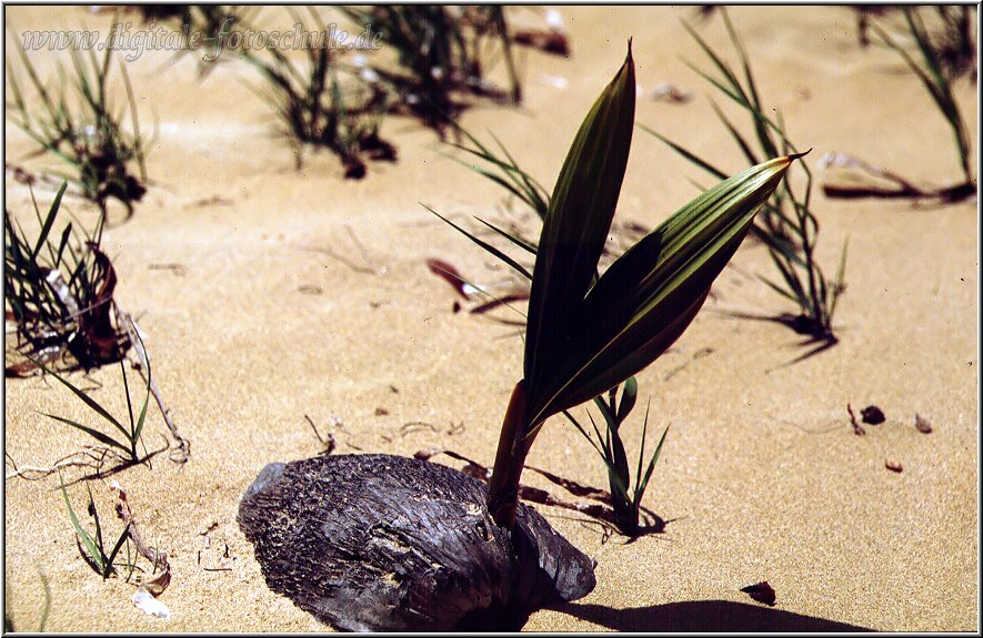 Samana_Karibik_108.jpg - Auf der wunderschönen Halbinsel Samana in der Karibik an deri Playa Bonita 1996