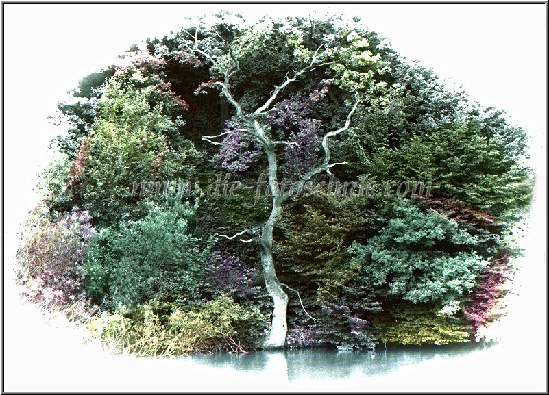 Schwerte_Ausstellung_Colorationen_09b.jpg - Handcolorierter Baum am Gehrenbachsee 1988