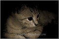katze3