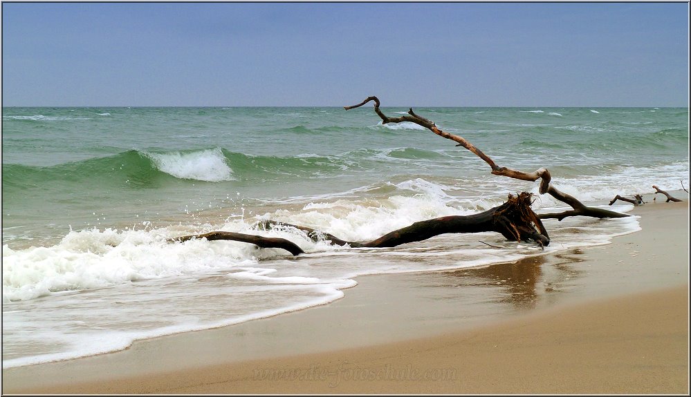 Weststrand_2014_005.jpg - Naturschutzgebiet heißt: hier kannst Du Dich noch selbst davon überzeugen, wie kräftig die Wellen sind und wie lange ein paar Baumstämme sich da halten können.