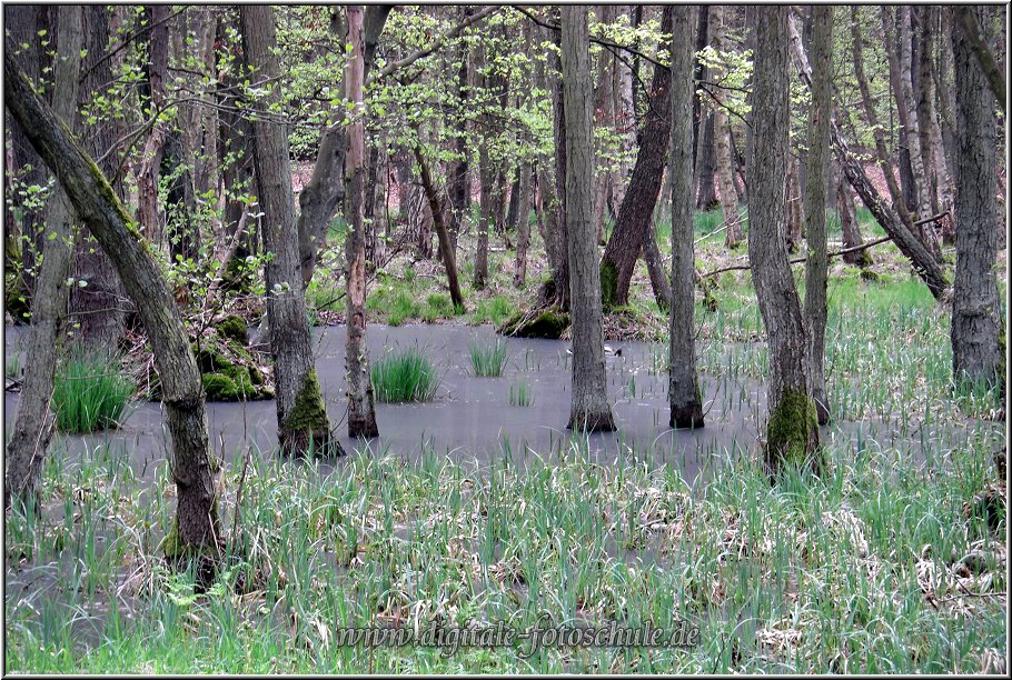 2826_Darsswald_028.jpg - Moor, Sumpf, manchmal recht unheimlich: der Darßer Wald