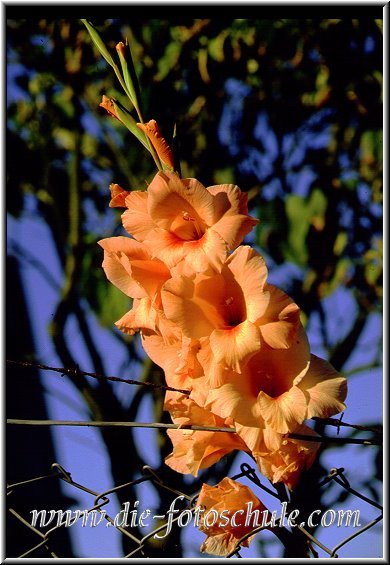 Blume_orange.jpg - Aus meinen Anfangsjahren, mein erstes Foto Diafilm.