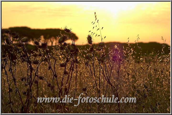 Gras_Gegenlicht_Cecina.jpg - Ein paar abendliche Stimmungen aus dem südlichen Teil Cecinas, im Naturschutzgebiet. Marina di Cecina liegt in der Toscana. 