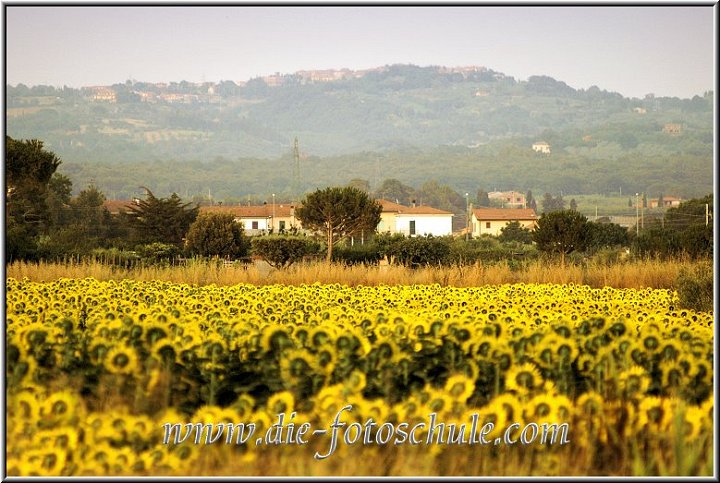 Sonnenblume.jpg - Marina di Cecina