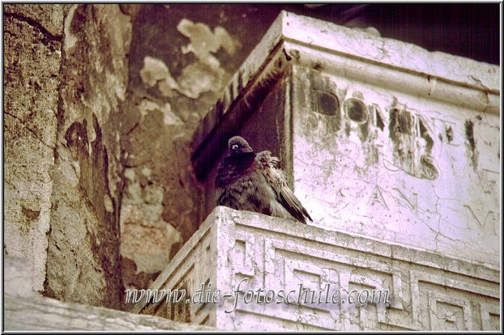 Venedig_Taube_auf_Stein.jpg - Venedig, abseits der Touristenströme