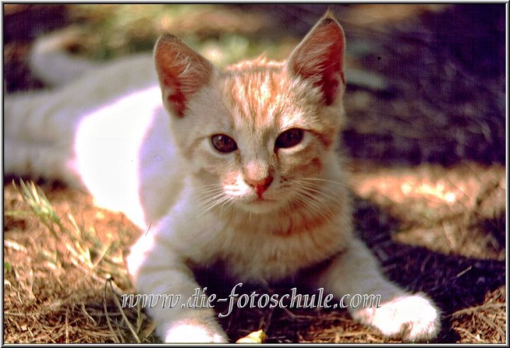 katze2.jpg - Kätzchen in Venedig, übrigens der Star von Ralfonso online. Als Teenie Pussy meiner Pussy Sites wurde dieses Kätzchen seit Bestehen von Ralfonso online (1999) unangefochten am meisten angeklickt.