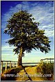 Baum_Wixberg