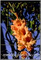 Blume_orange