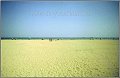 CaSavioStrand2