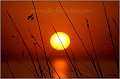 Cavalleria_41