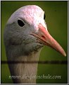 Gefangener_trauriger_Vogel