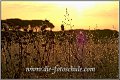 Gras_Gegenlicht_Cecina