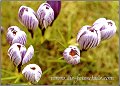 Krokus