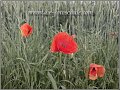 Mohnblumen_fotoschule