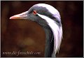 Vogelkopp
