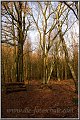 Wald_Oer_