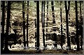 Wald_schwarzweiss_schwarze_Staemme
