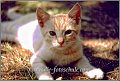 katze2