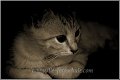 katze3