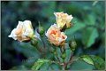 rosen_fotoschule