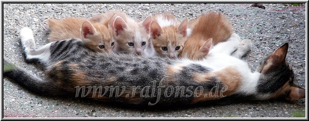 Katzenfamilie auf Korfu