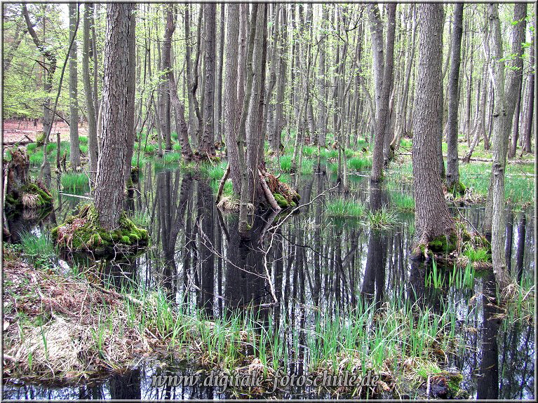 Darsser Urwald Darsser Urwald