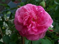 Blüte Blüte