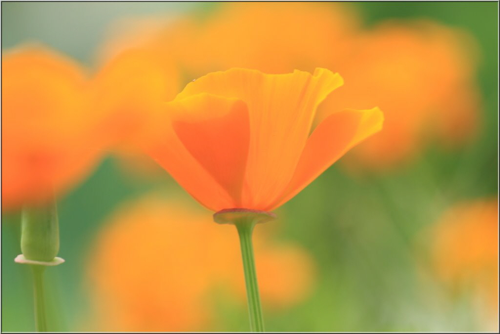 Aus der Rubrik Garten von Fotofan Holger