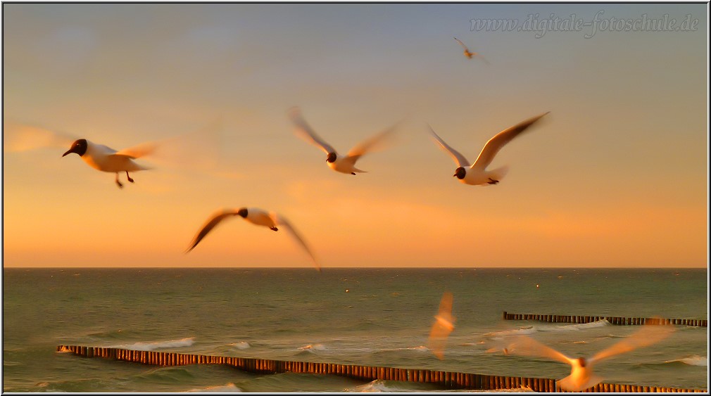 Möwen beim Sonnenuntergang in Zingst Möwen beim Sonnenuntergang in Zingst