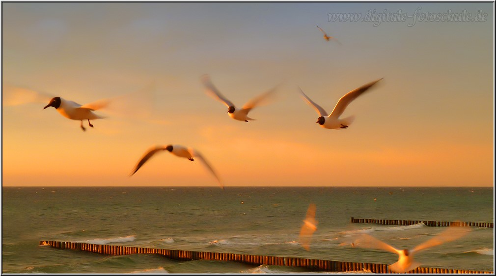 Mwen beim Sonnenuntergang in Zingst