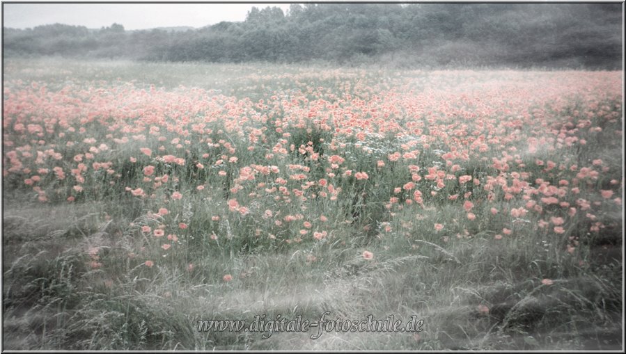Ein altes Foto aus den 80ern: Mohnblumenfeld am Morgen